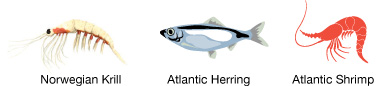 Atlantic Herring, Norwegian Krill, Atlantic Shrimp