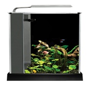 Fluval Spec 10 L (2.6 US gal) - Black - Desktop Glass Aquarium