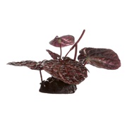 Fluval Red Lotus - Small - 10 cm (4") with Base