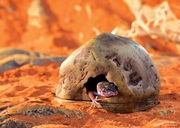 Exo Terra Gecko Cave - Small