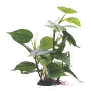 Fluval Decorative Plants, Anubias, 30cm (12") with Base