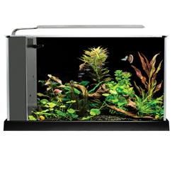 Fluval Spec Aquarium Kit - 19 L (5 US gal) - Black 