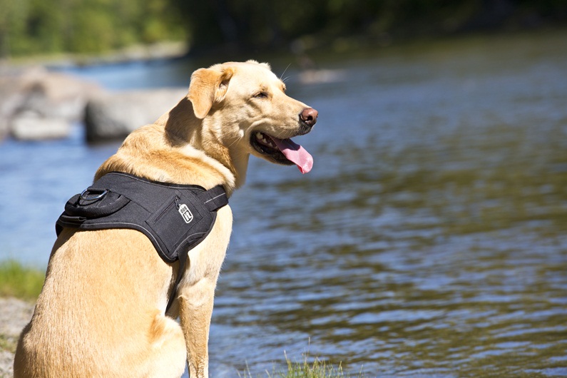 dogit dog harness