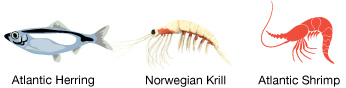 Atlantic Herring, Norwegian Krill, Atlantic Shrimp